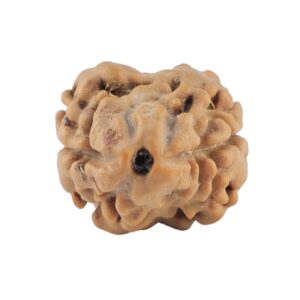 2 Mukhi Rudraksha 19.7mm 1.58gm - Rudraksha