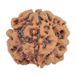 1MK(Underdeveloped) 23.3mm 4.47gm - Rudraksha