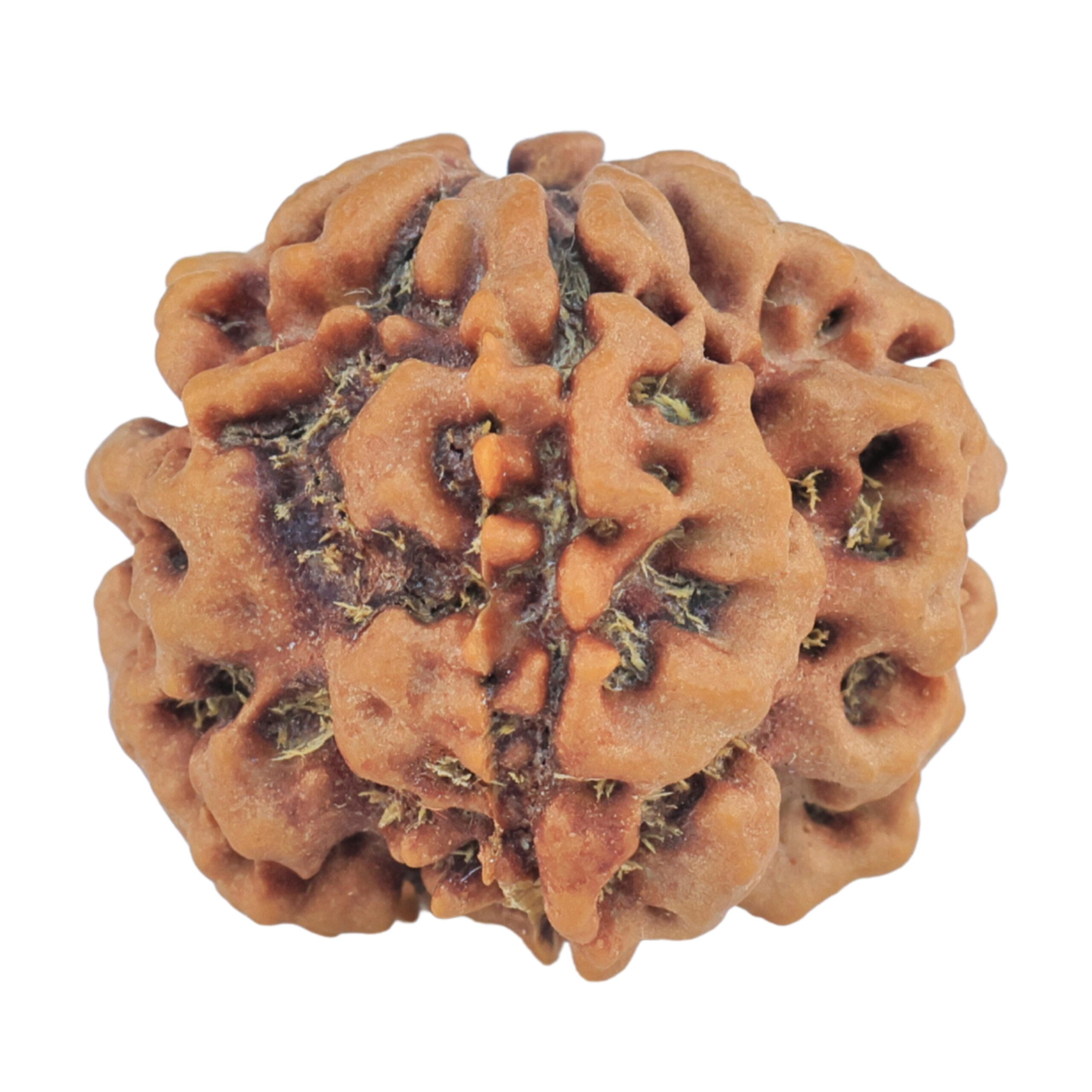 1MK(Underdeveloped) 23.3mm 4.47gm - Rudraksha