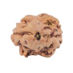 2 Mukhi Rudraksha 14.4mm 1.1gm - Rudraksha