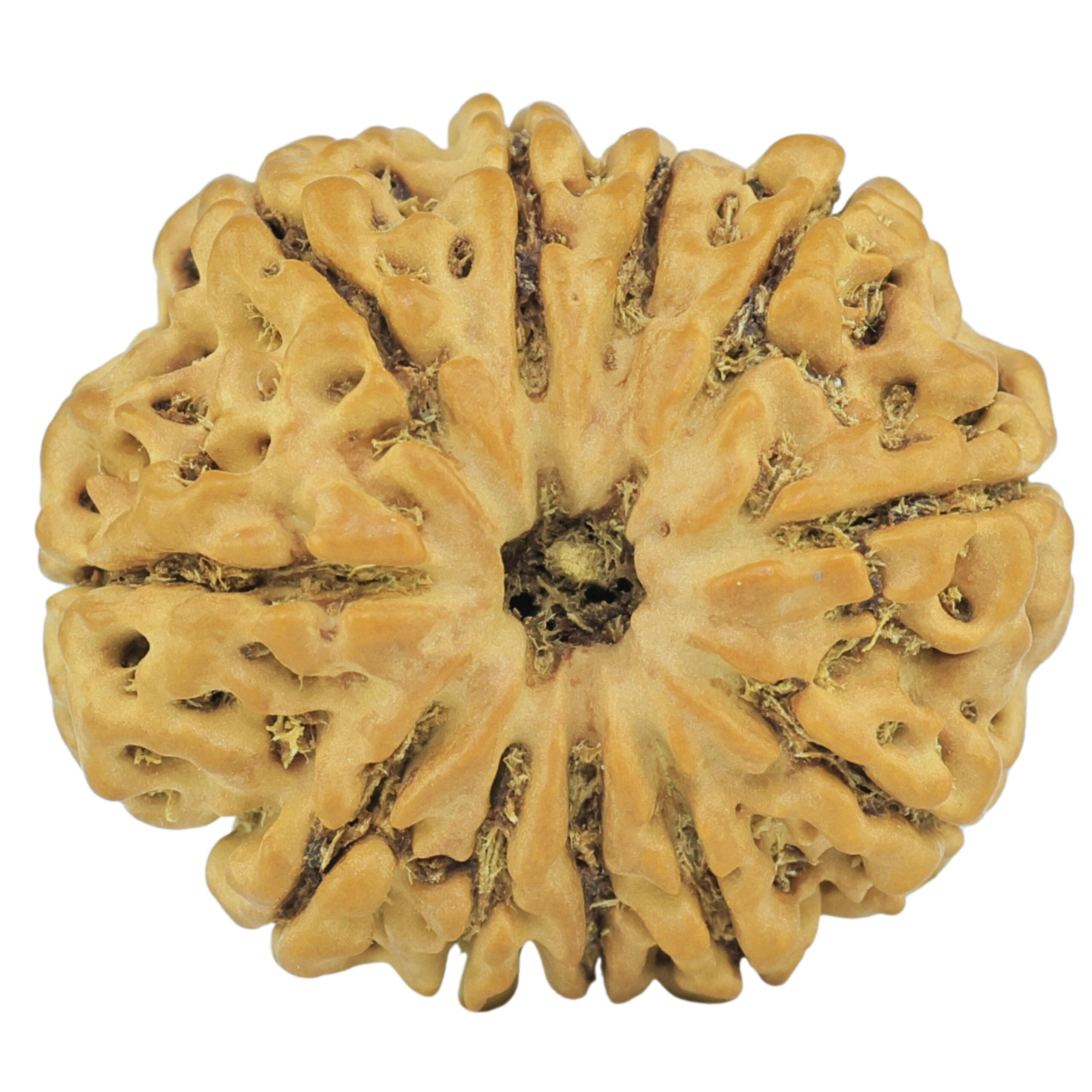 11 Mukhi Rudraksha 24.2mm 3.57gm - Rudraksha