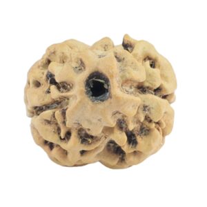 2 Mukhi Rudraksha 19.8mm 1.21gm - Rudraksha