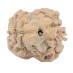 2 Mukhi Rudraksha 23.5mm 2.42gm - Rudraksha