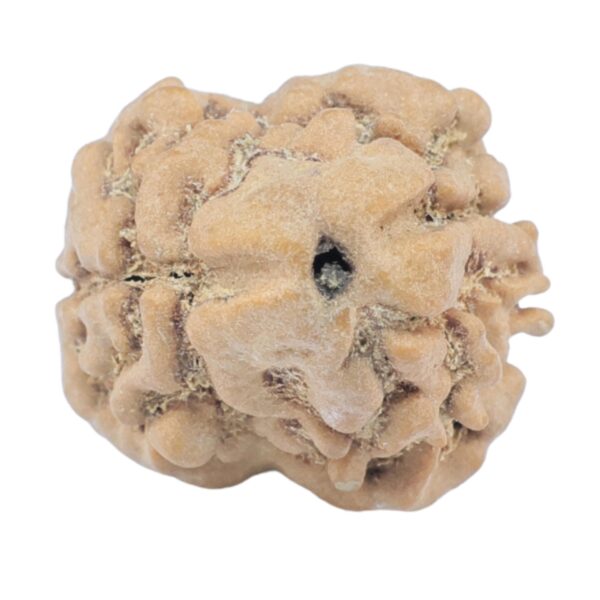 2 Mukhi Rudraksha 23.5mm 2.42gm - Rudraksha
