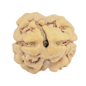 2 Mukhi Rudraksha 22.6mm 2.26gm - Rudraksha