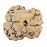 2 Mukhi Rudraksha 23.9mm 2gm - Rudraksha