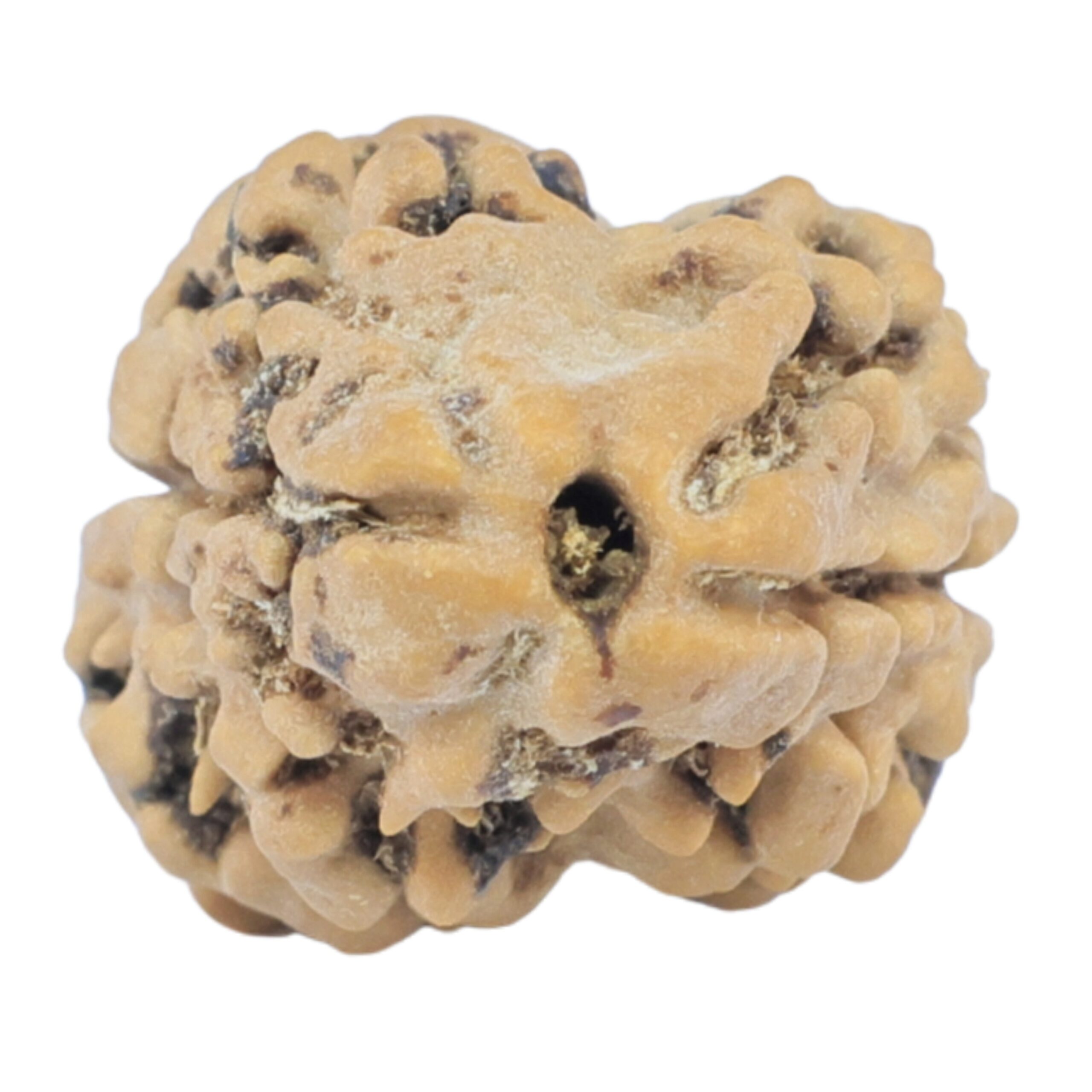 2 Mukhi Rudraksha 23.9mm 2gm - Rudraksha