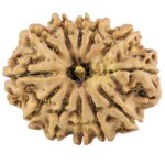 12 Mukhi Rudraksha 26.8mm 4.14gm - Rudraksha