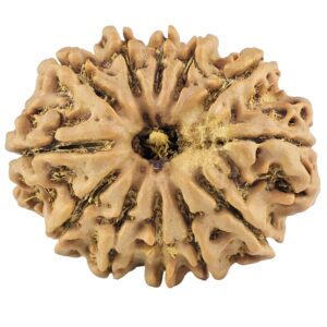 12 Mukhi Rudraksha 26.8mm 4.14gm - Rudraksha