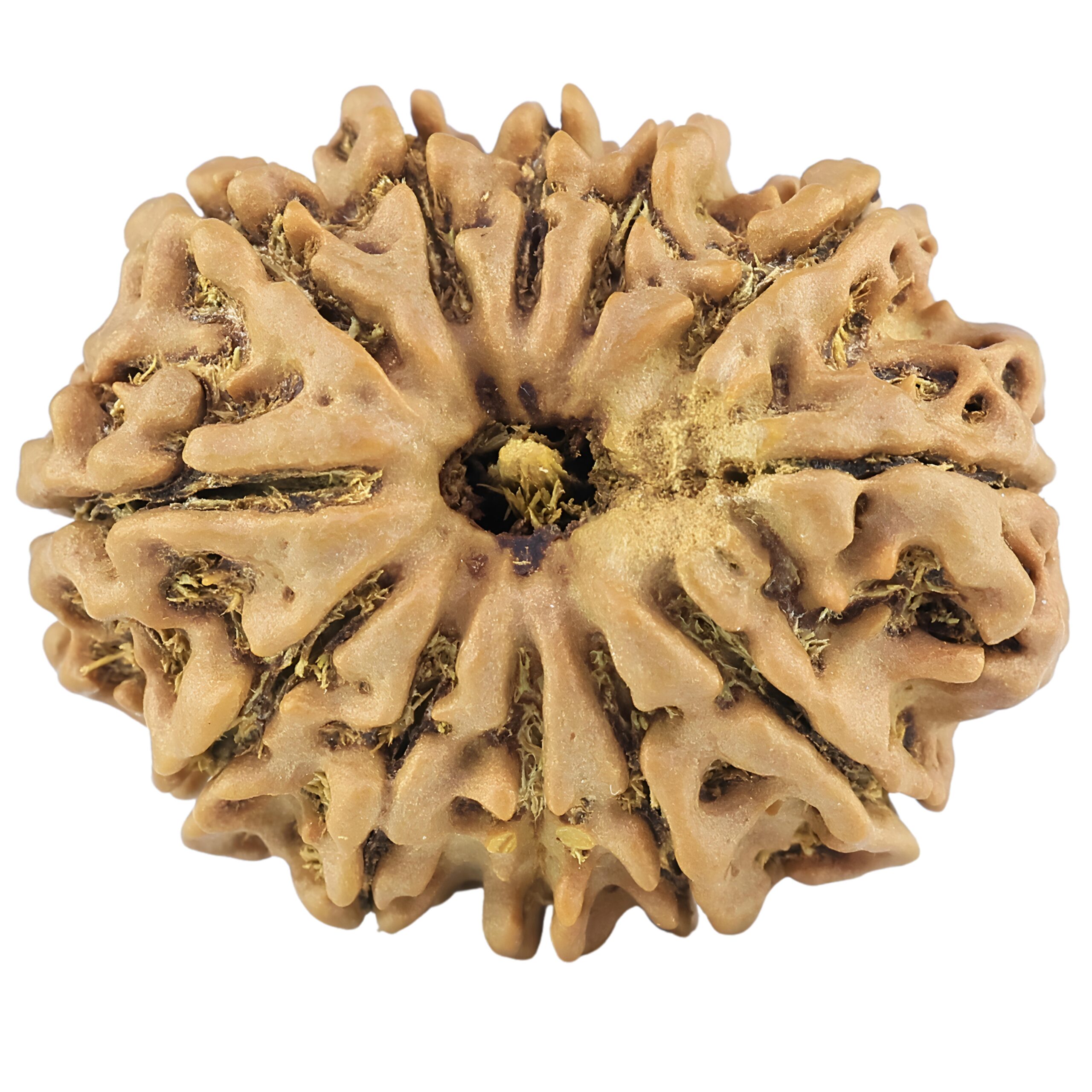 12 Mukhi Rudraksha 26.8mm 4.14gm - Rudraksha