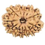 12 Mukhi Rudraksha 27.4mm 3.58gm - Rudraksha