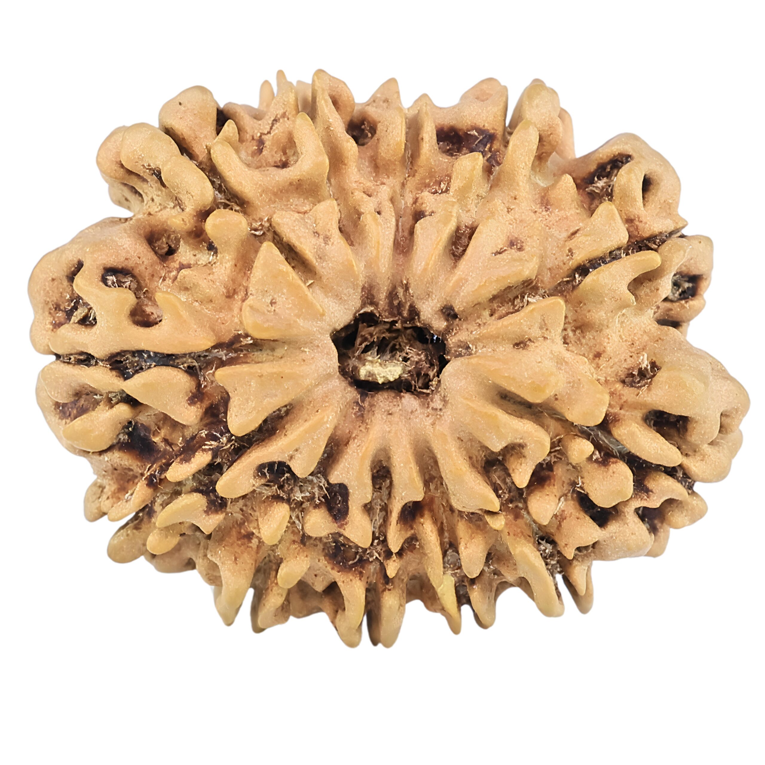 12 Mukhi Rudraksha 27.4mm 3.58gm - Rudraksha