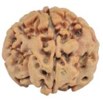 1MK(Underdeveloped) 22.6mm 4gm - Rudraksha