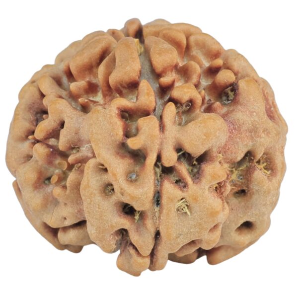 1MK(Underdeveloped) 22.6mm 4gm - Rudraksha