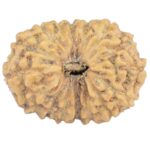 16 Mukhi Rudraksha 18.2mm 1.23gm - Rudraksha