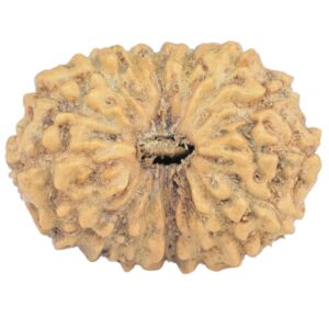 16 Mukhi Rudraksha 18.2mm 1.23gm - Rudraksha