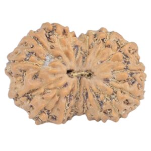16 Mukhi Rudraksha 17.4mm 1.1gm - Rudraksha
