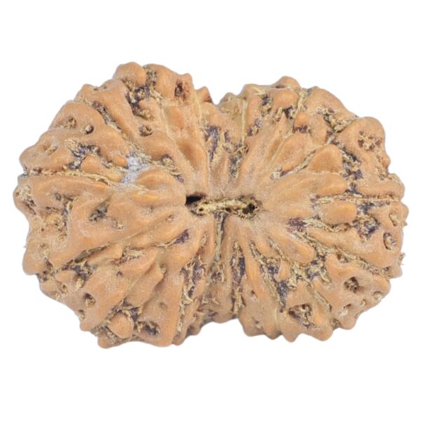 16 Mukhi Rudraksha 17.4mm 1.1gm - Rudraksha