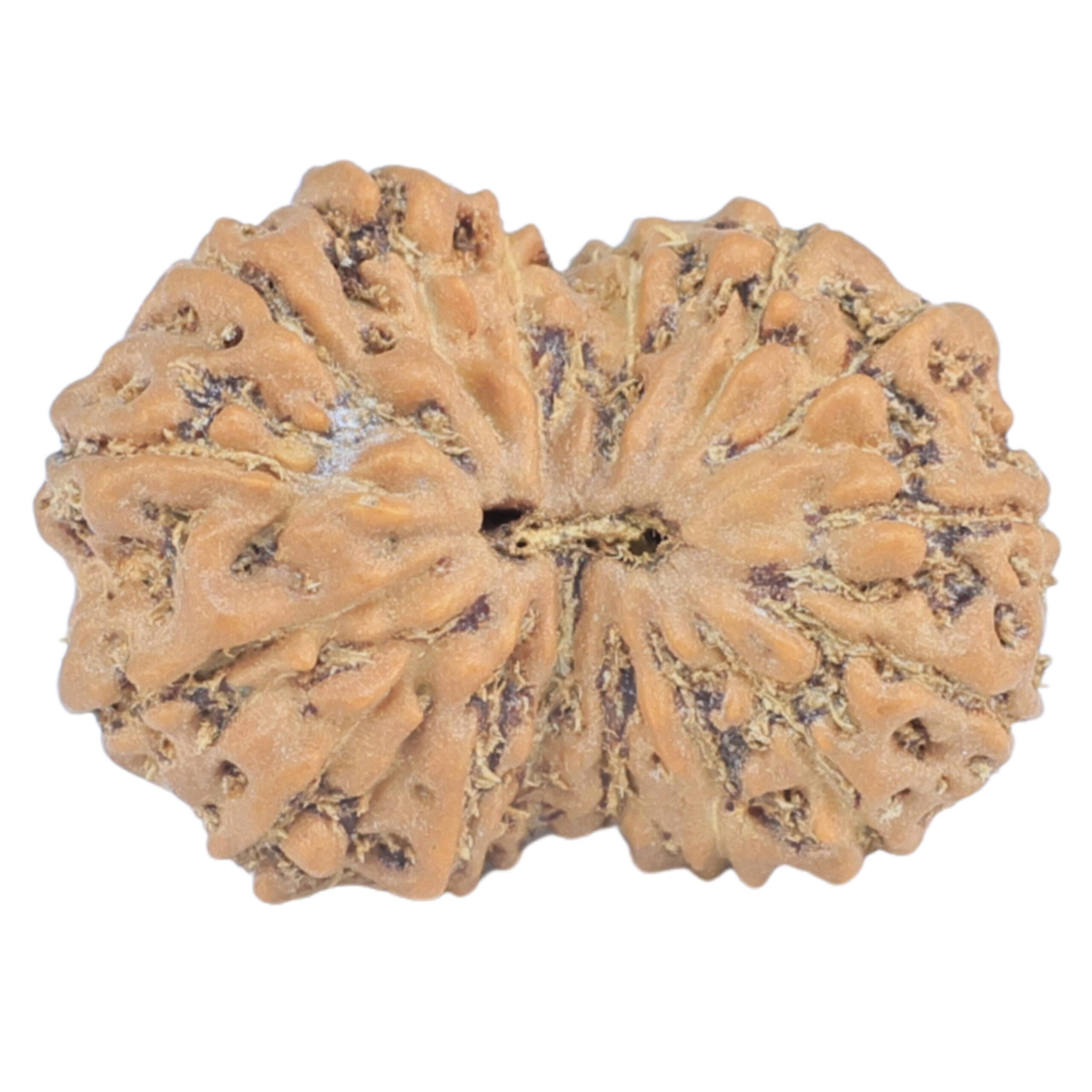 16 Mukhi Rudraksha 17.4mm 1.1gm - Rudraksha