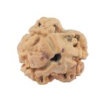 2 Mukhi Rudraksha 22.3mm 1.76gm - Rudraksha