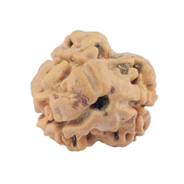 2 Mukhi Rudraksha 22.3mm 1.76gm - Rudraksha
