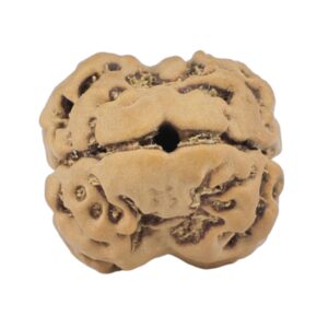 2 Mukhi Rudraksha 19.3mm 1.93gm - Rudraksha