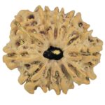12 Mukhi Rudraksha 23.6mm 3.4gm - Rudraksha