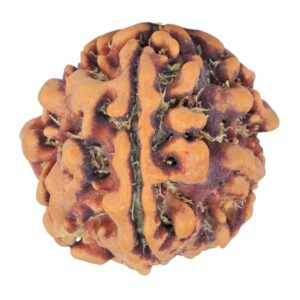 1MK(Underdeveloped) 19.6mm 2.54gm - Rudraksha