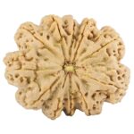 11 Mukhi Rudraksha 38.6mm 11.94gm - Rudraksha