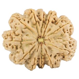 11 Mukhi Rudraksha 38.6mm 11.94gm - Rudraksha