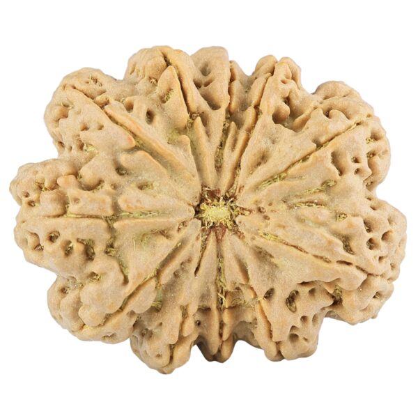 11 Mukhi Rudraksha 38.6mm 11.94gm - Rudraksha