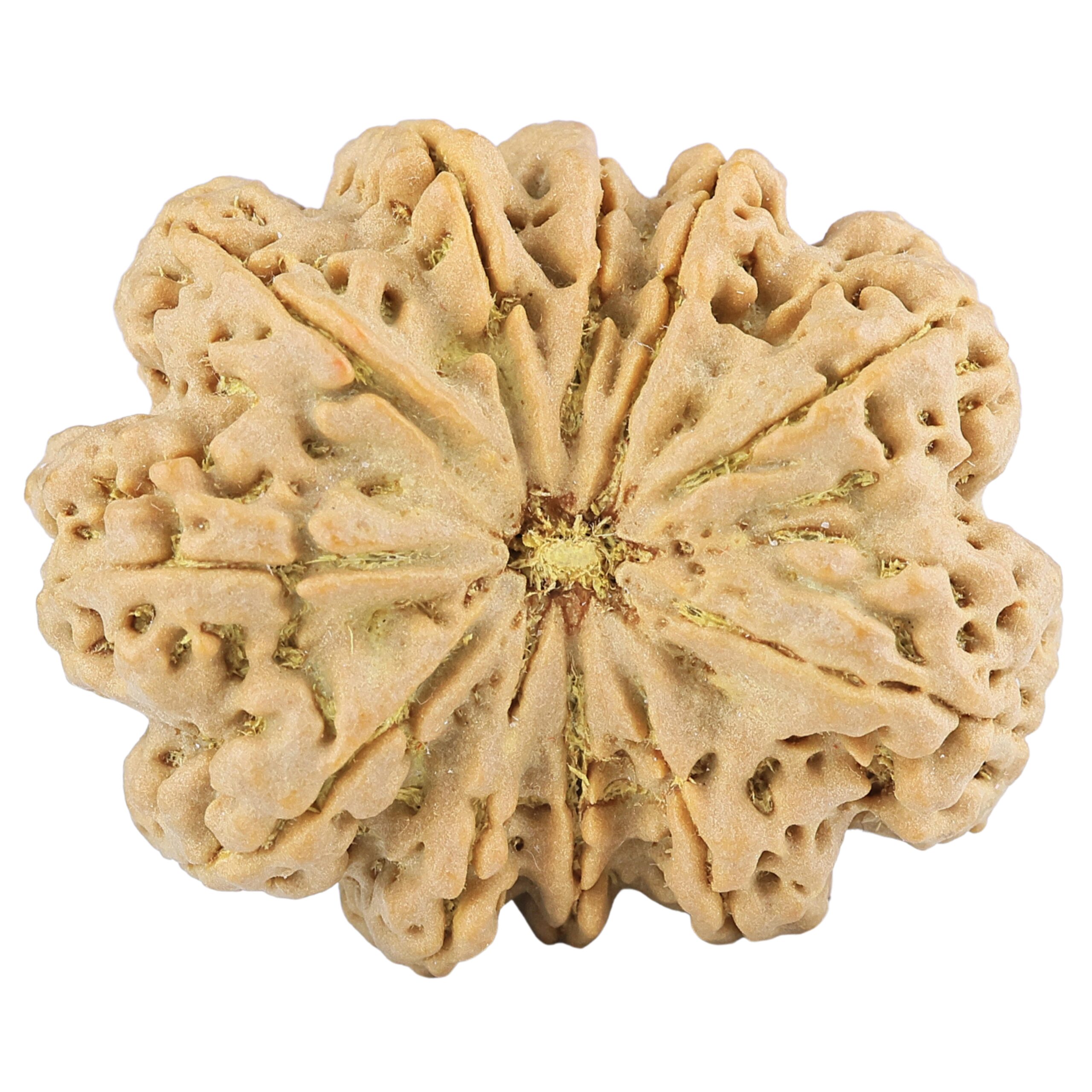 11 Mukhi Rudraksha 38.6mm 11.94gm - Rudraksha