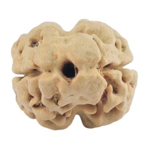 2 Mukhi Rudraksha 20.9mm 1.94gm - Rudraksha