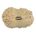 21 Mukhi Ganesh 25.9mm 2.43gm - Rudraksha