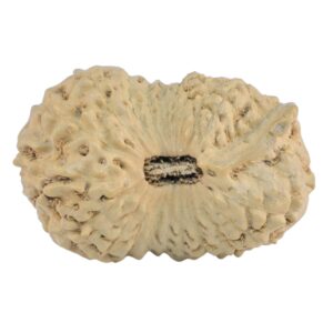 21 Mukhi Ganesh 25.9mm 2.43gm - Rudraksha