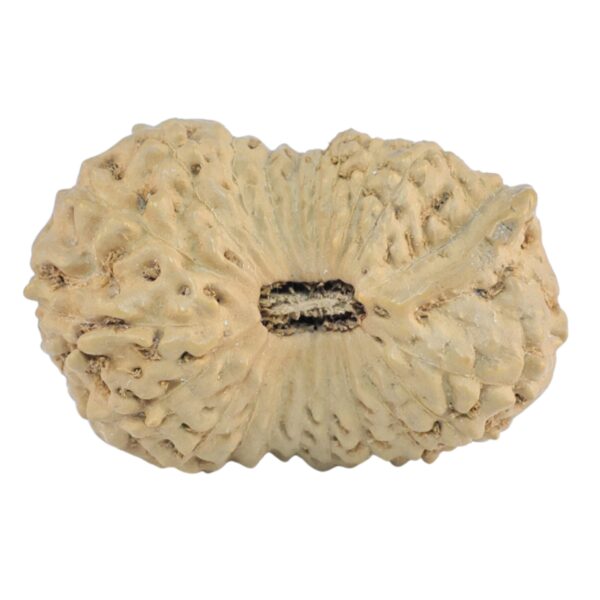 21 Mukhi Ganesh 25.9mm 2.43gm - Rudraksha