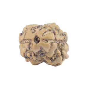 2 Mukhi Rudraksha 21.4mm 1.56gm - Rudraksha