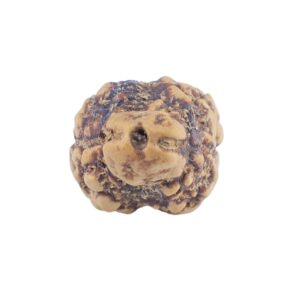 2 Mukhi Rudraksha 21.1mm 1.36gm - Rudraksha