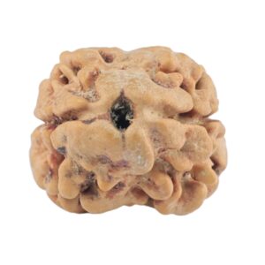 2 Mukhi Rudraksha 21.8mm 1.61gm - Rudraksha