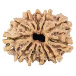 12 Mukhi Rudraksha 26.2mm 4gm - Rudraksha