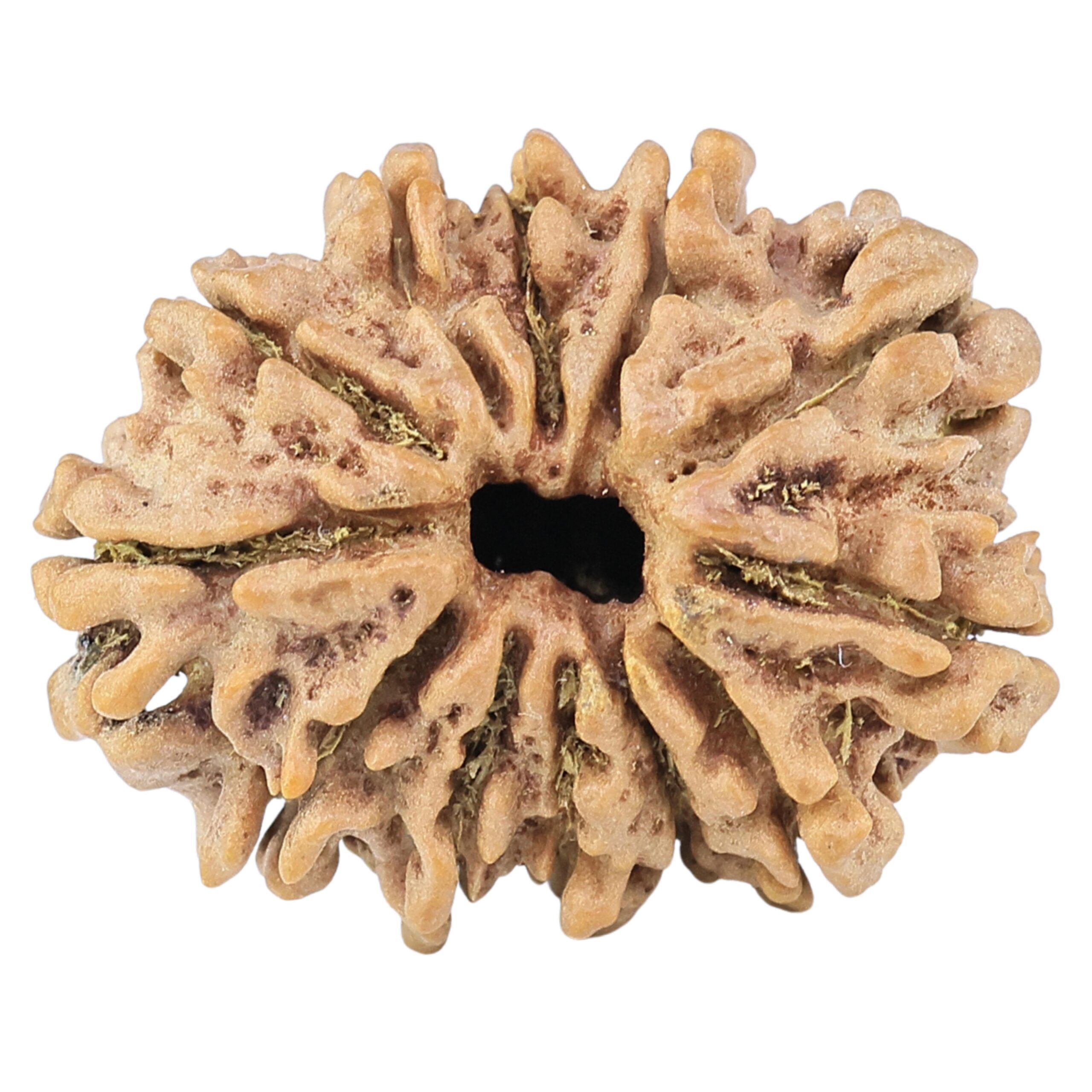 12 Mukhi Rudraksha 26.2mm 4gm - Rudraksha