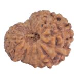17 Mukhi Rudraksha 14.4mm 0.67gm - Rudraksha