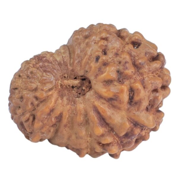 17 Mukhi Rudraksha 14.4mm 0.67gm - Rudraksha