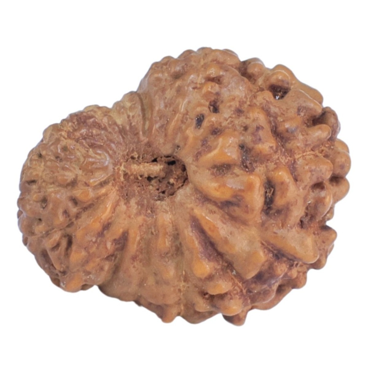 17 Mukhi Rudraksha 14.4mm 0.67gm - Rudraksha