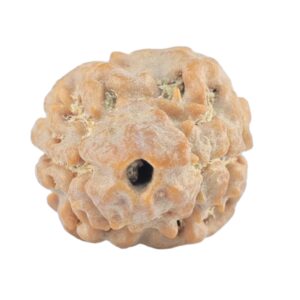 2 Mukhi Rudraksha 21.7mm 1.48gm - Rudraksha