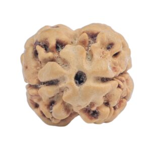 2 Mukhi Rudraksha 19mm 1.33gm - Rudraksha