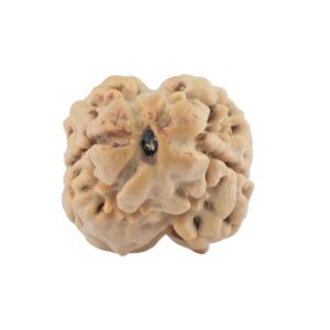 2 Mukhi Rudraksha 20.7mm 1.69gm - Rudraksha