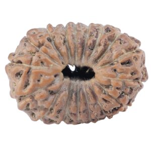 17 Mukhi Rudraksha 22.3mm 2.74gm - Rudraksha