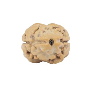 2 Mukhi Rudraksha 19.5mm 1.59gm - Rudraksha