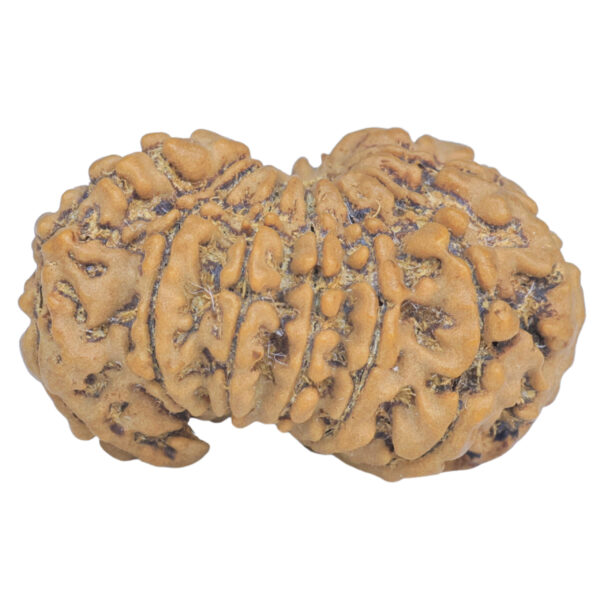 Sawar/Ganesh (13+1) 27.1mm 3.71gm - Rudraksha